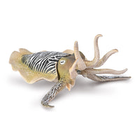 Common Cuttlefish
