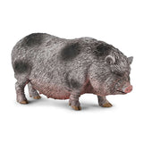 Pot-bellied Pig