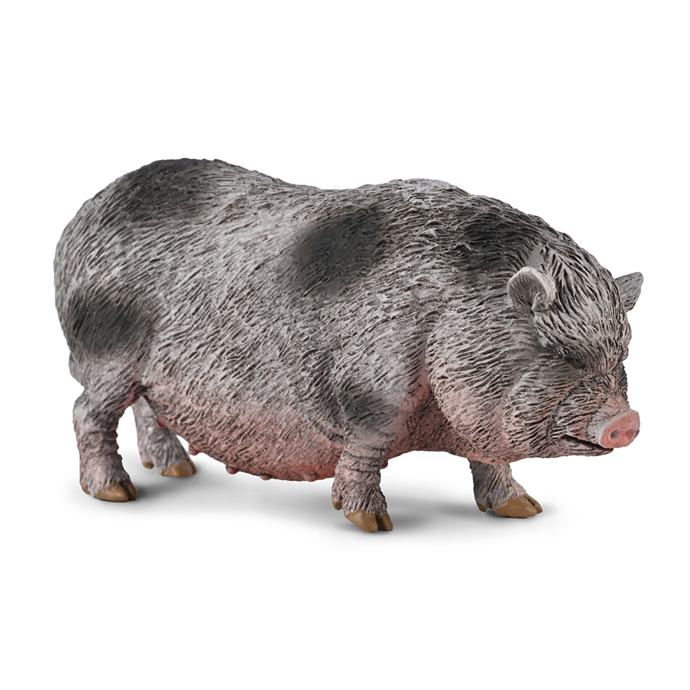Pot-bellied Pig
