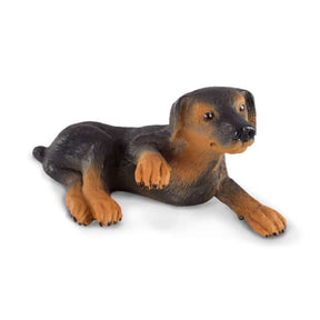 Doberman Pinscher Puppy