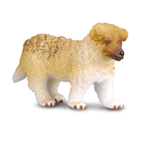 Rough Haired Collie Puppy