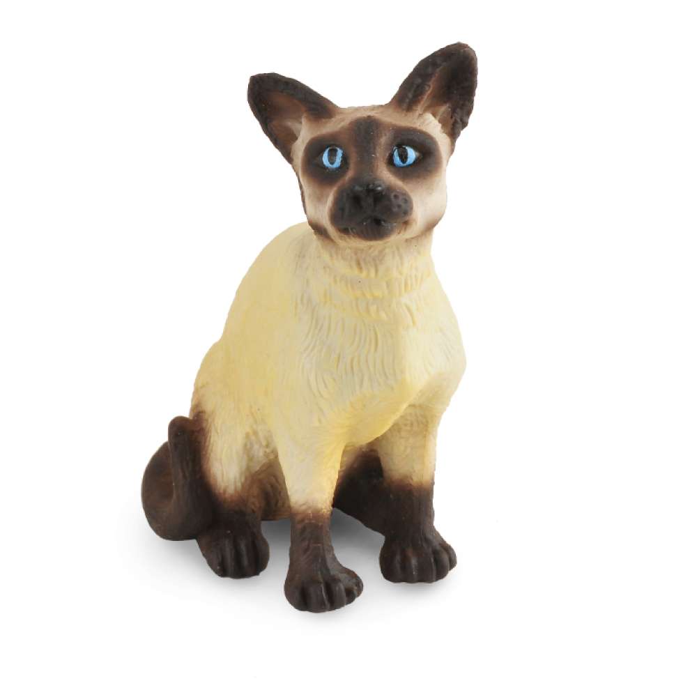 Siamese Cat Sitting