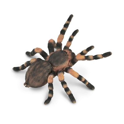 Mexican Redknee Tarantula