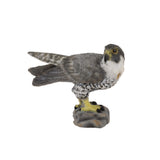 Peregrine Falcon