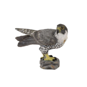Peregrine Falcon