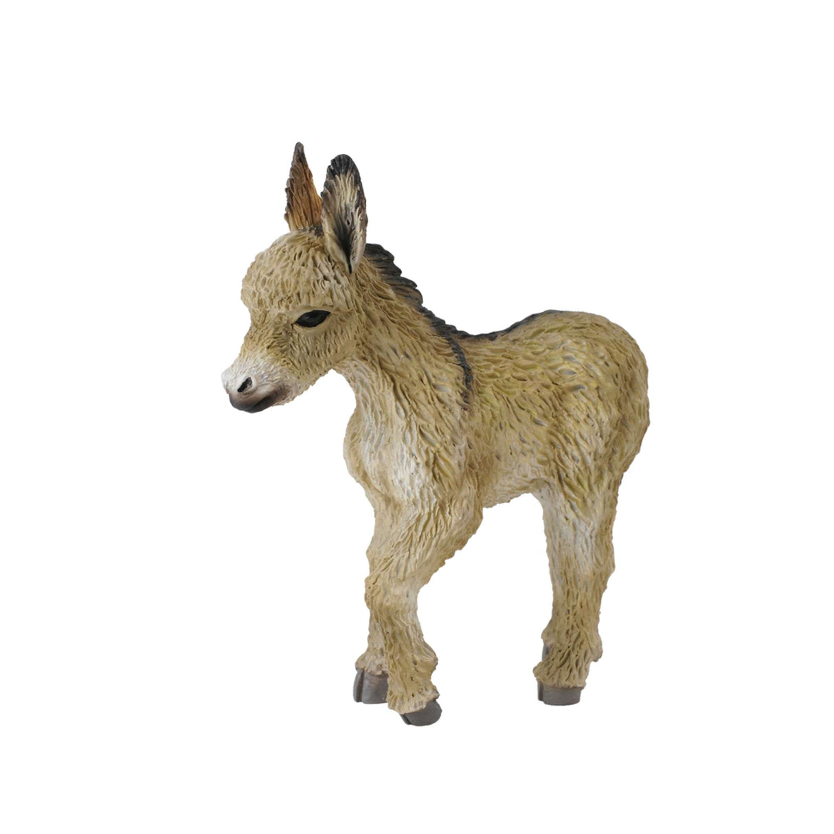 Donkey Foal Walking