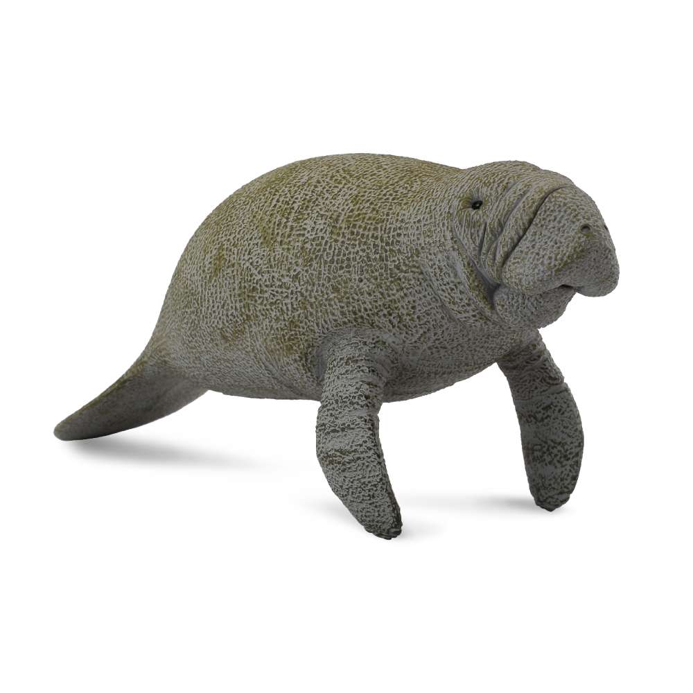 Manatee