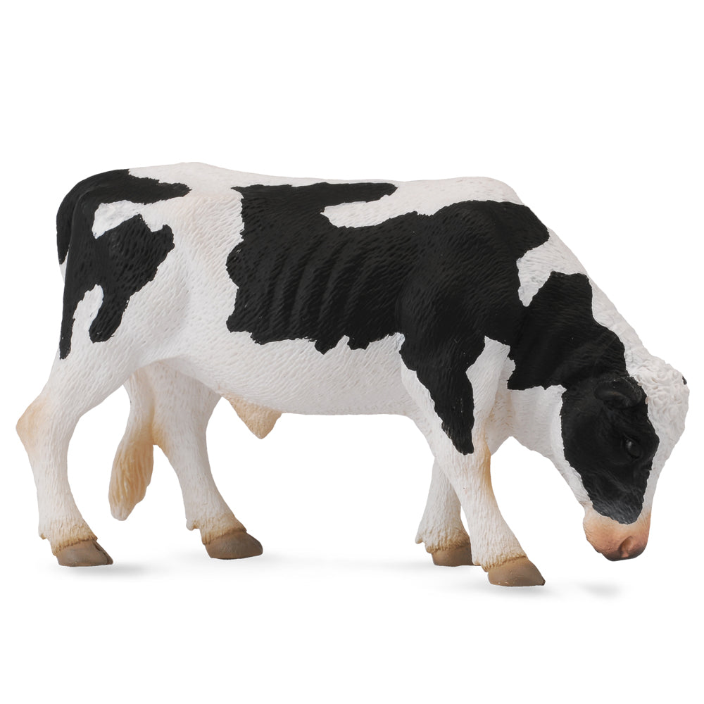Friesian Bull