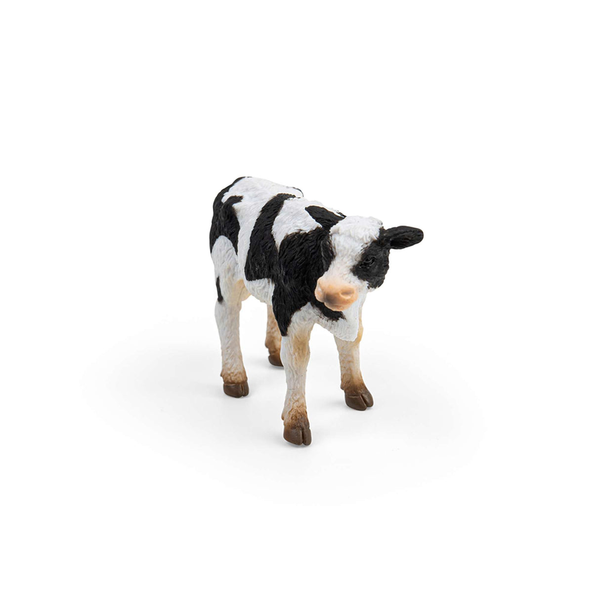 Friesian Calf Standing
