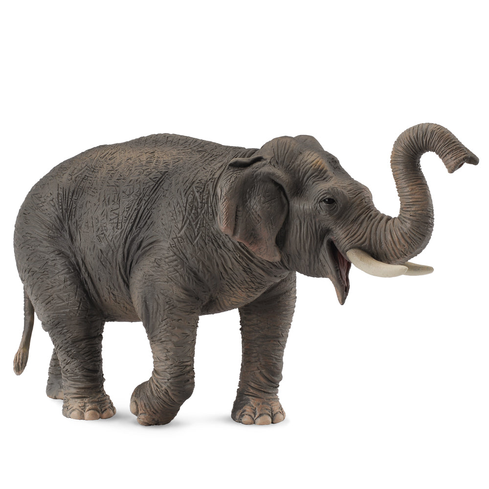Asian Elephant