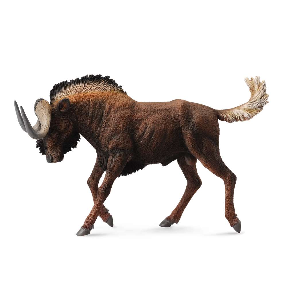 Black Wildebeest