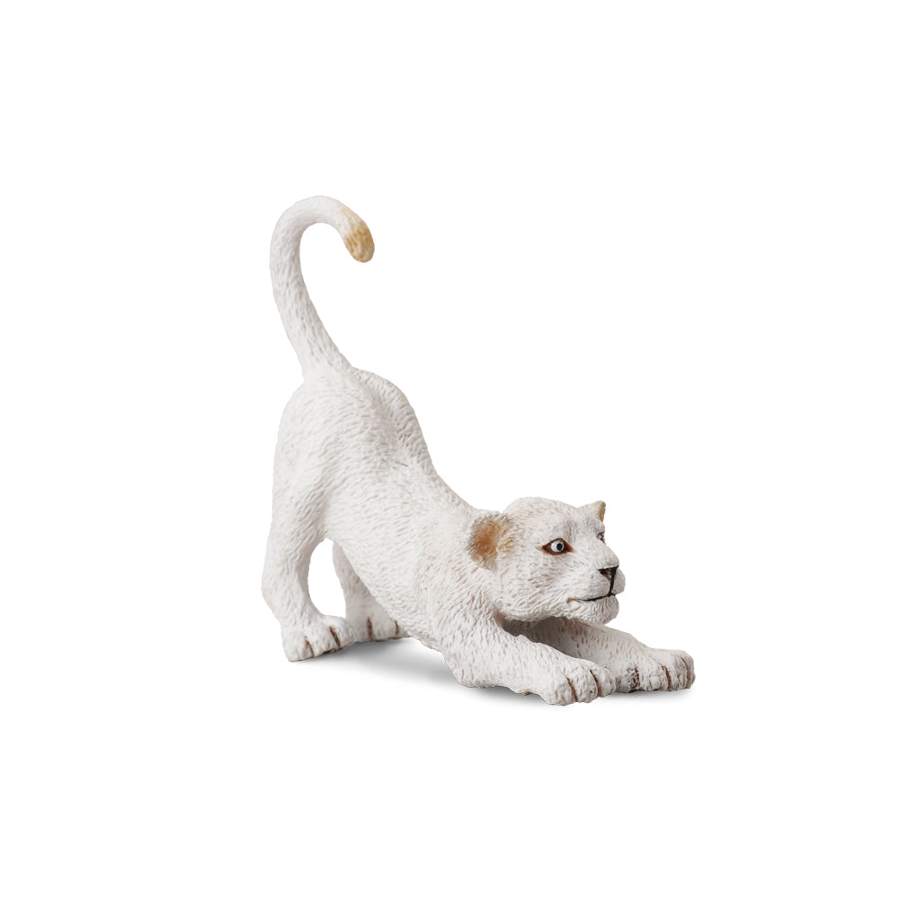 White Lion Cub Stretching