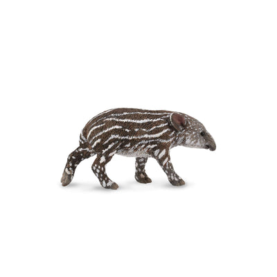 Baird'S Tapir Calf