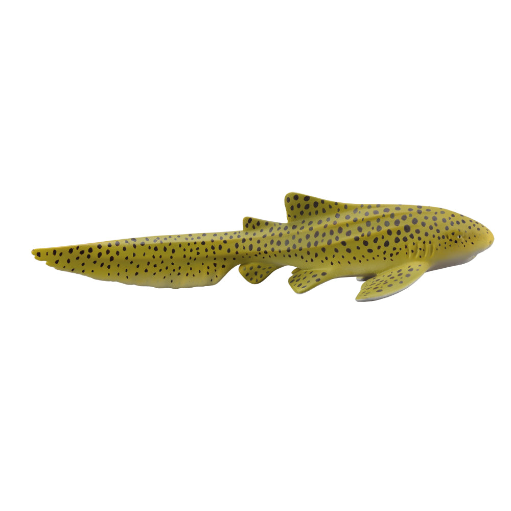 Zebra Shark