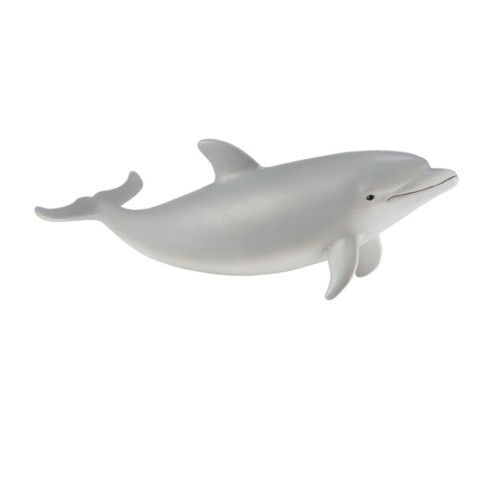 Bottlenose Dolphin Calf