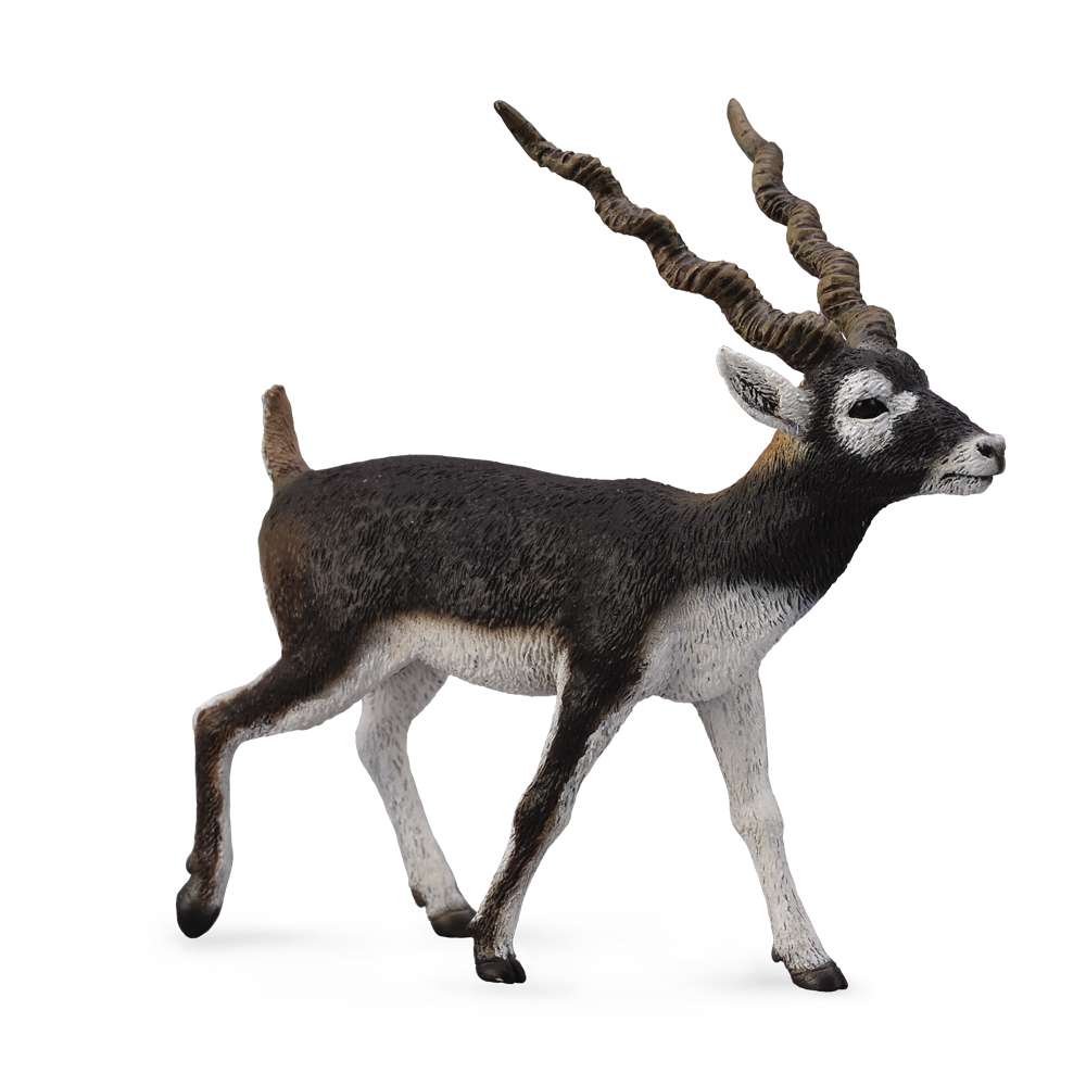 Blackbuck