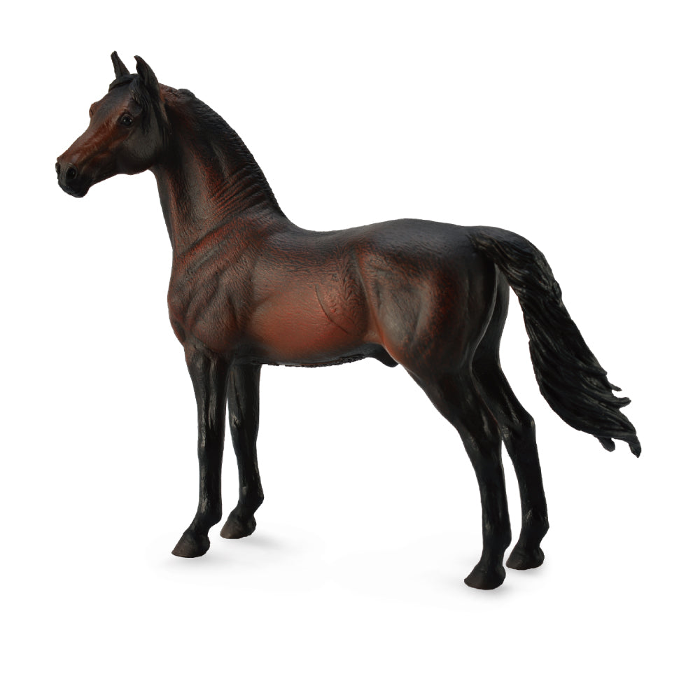 Morgan Stallion Bay