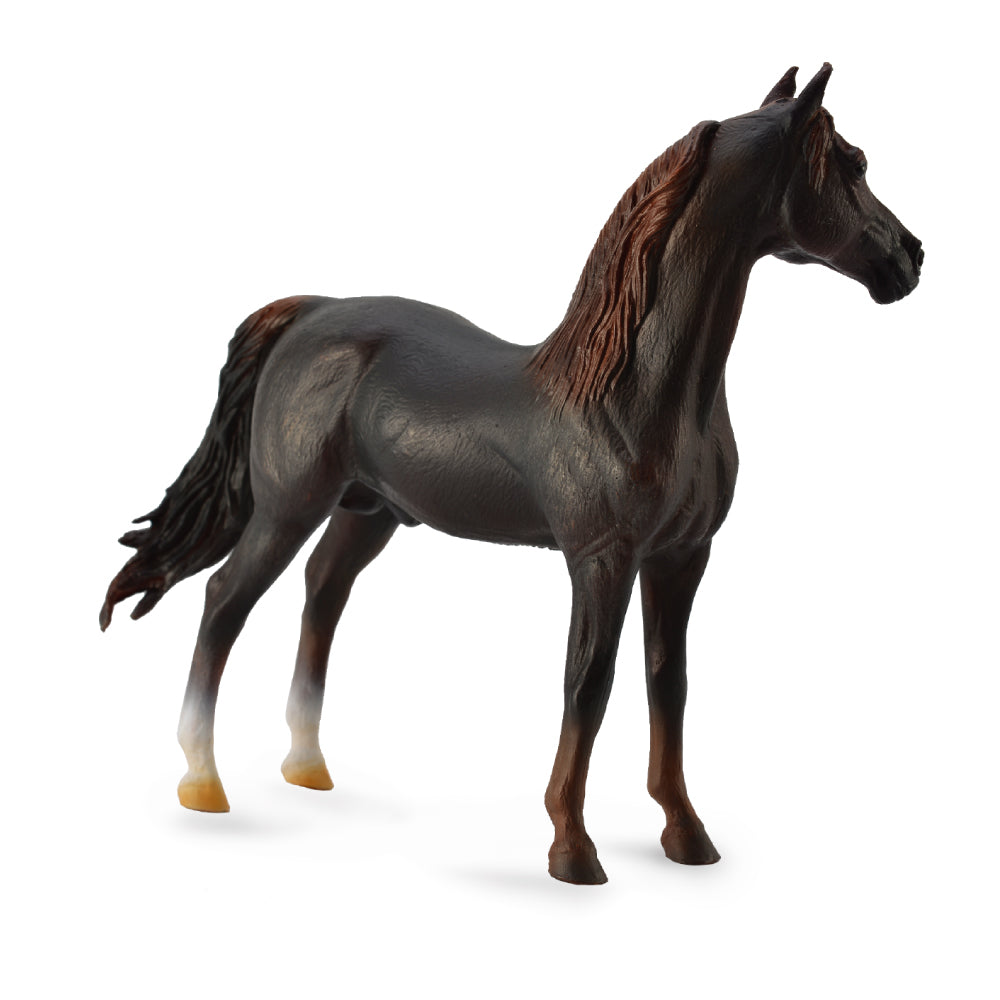 Morgan Stallion Chestnut