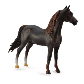 Morgan Stallion Chestnut