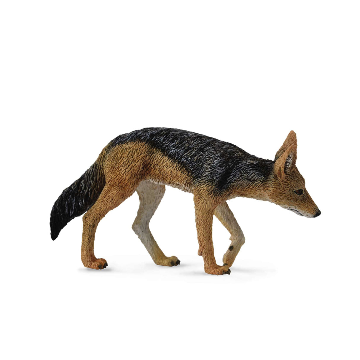 Black Backed Jackal
