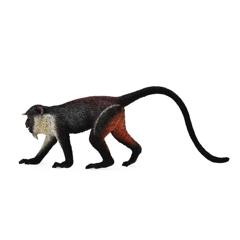 Diana Monkey