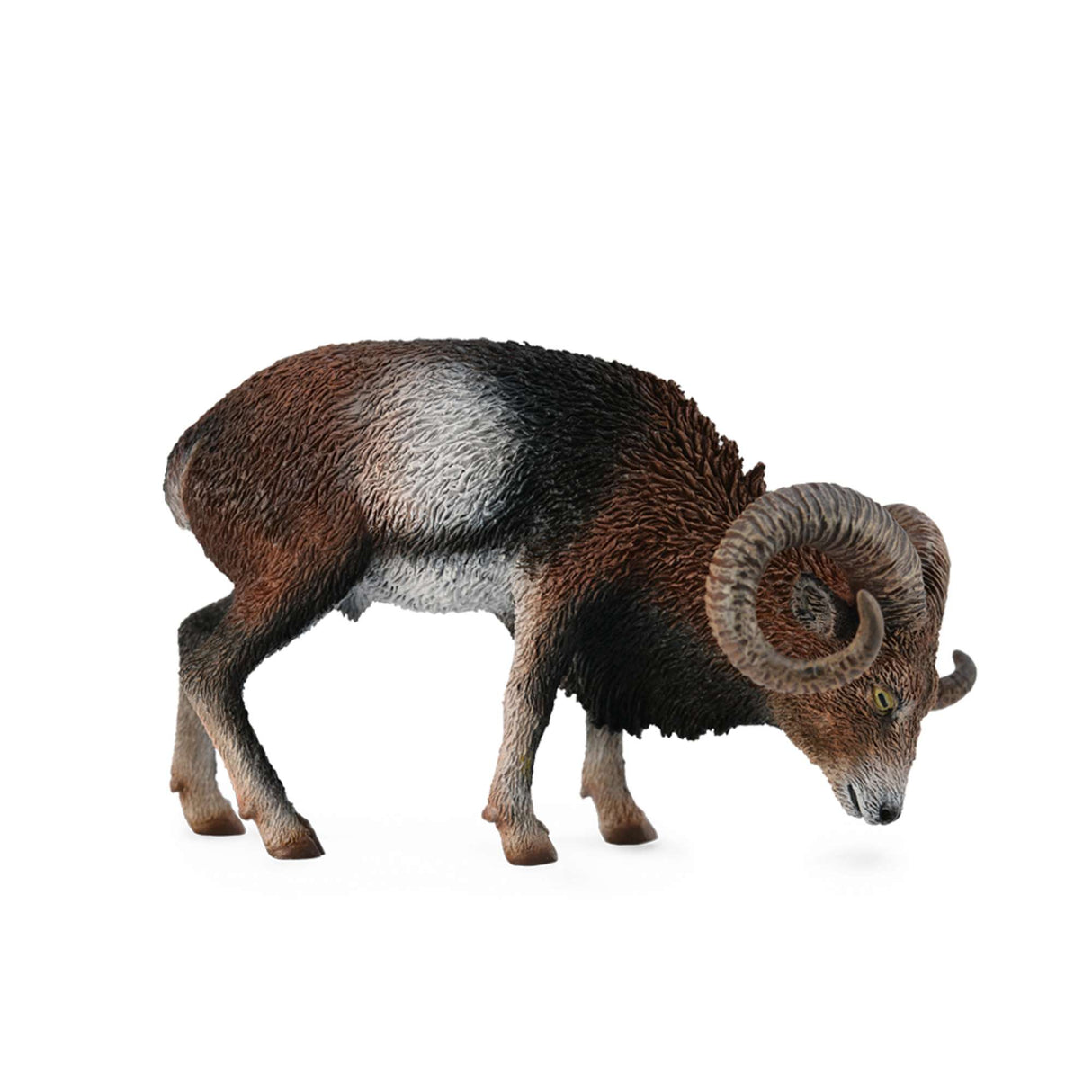 European Mouflon