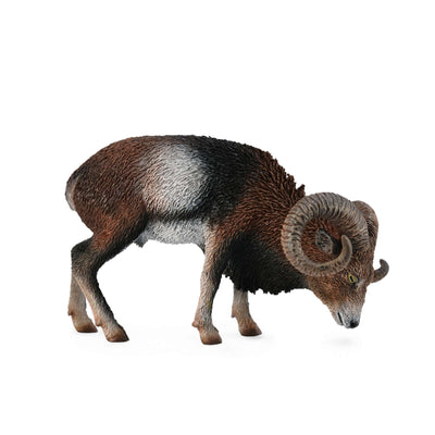 European Mouflon