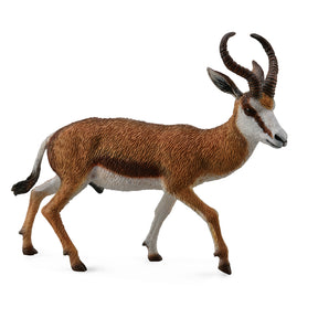 Springbok