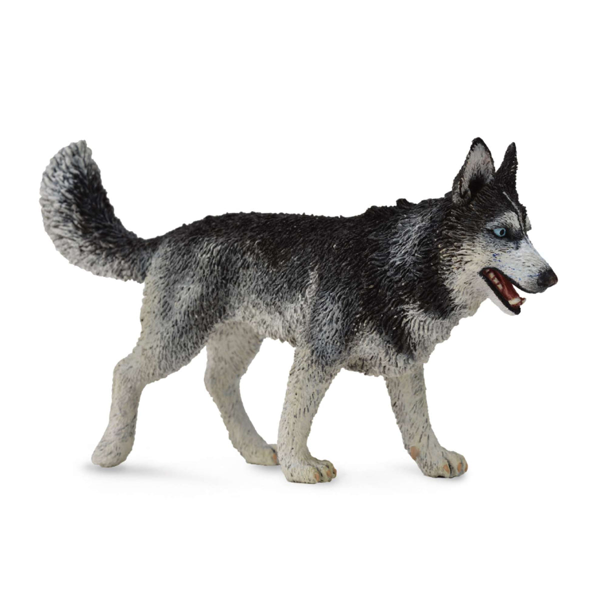 Siberian Husky