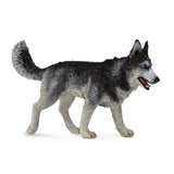 Siberian Husky