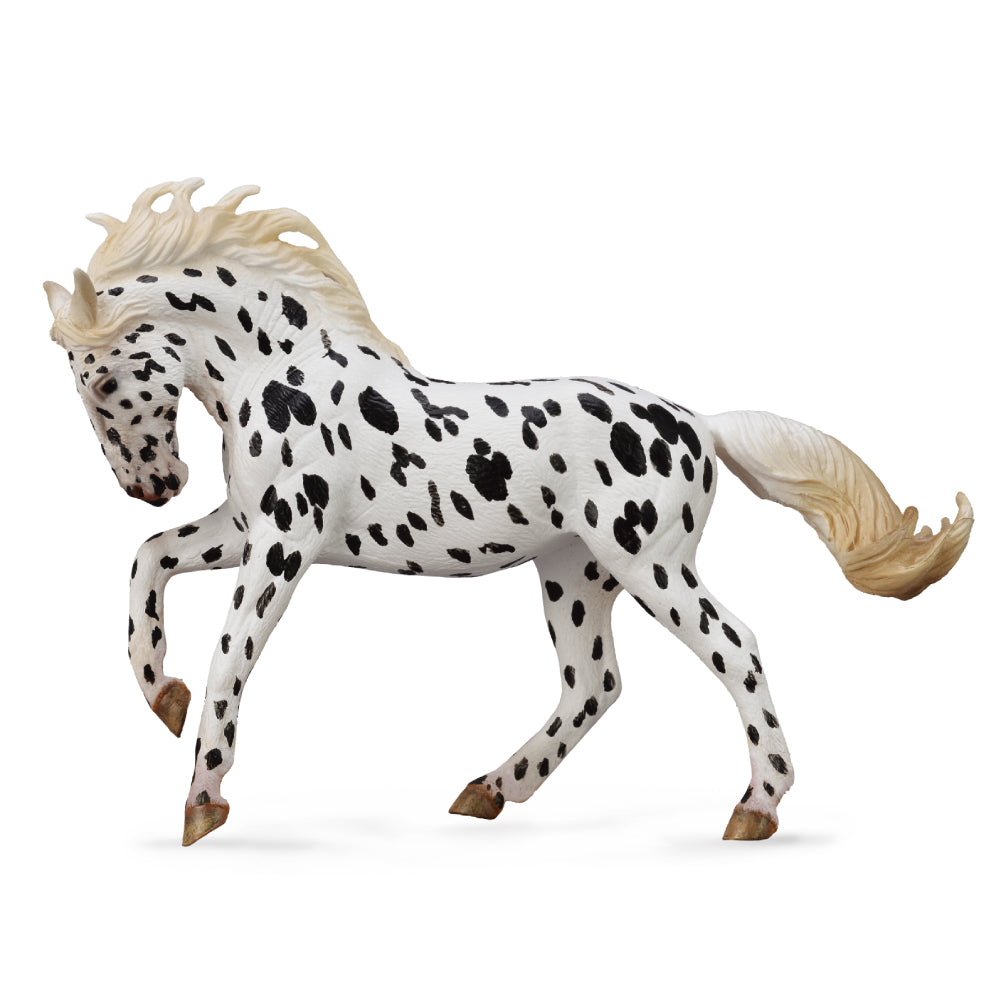 Knabstrupper Mare Black Leopard