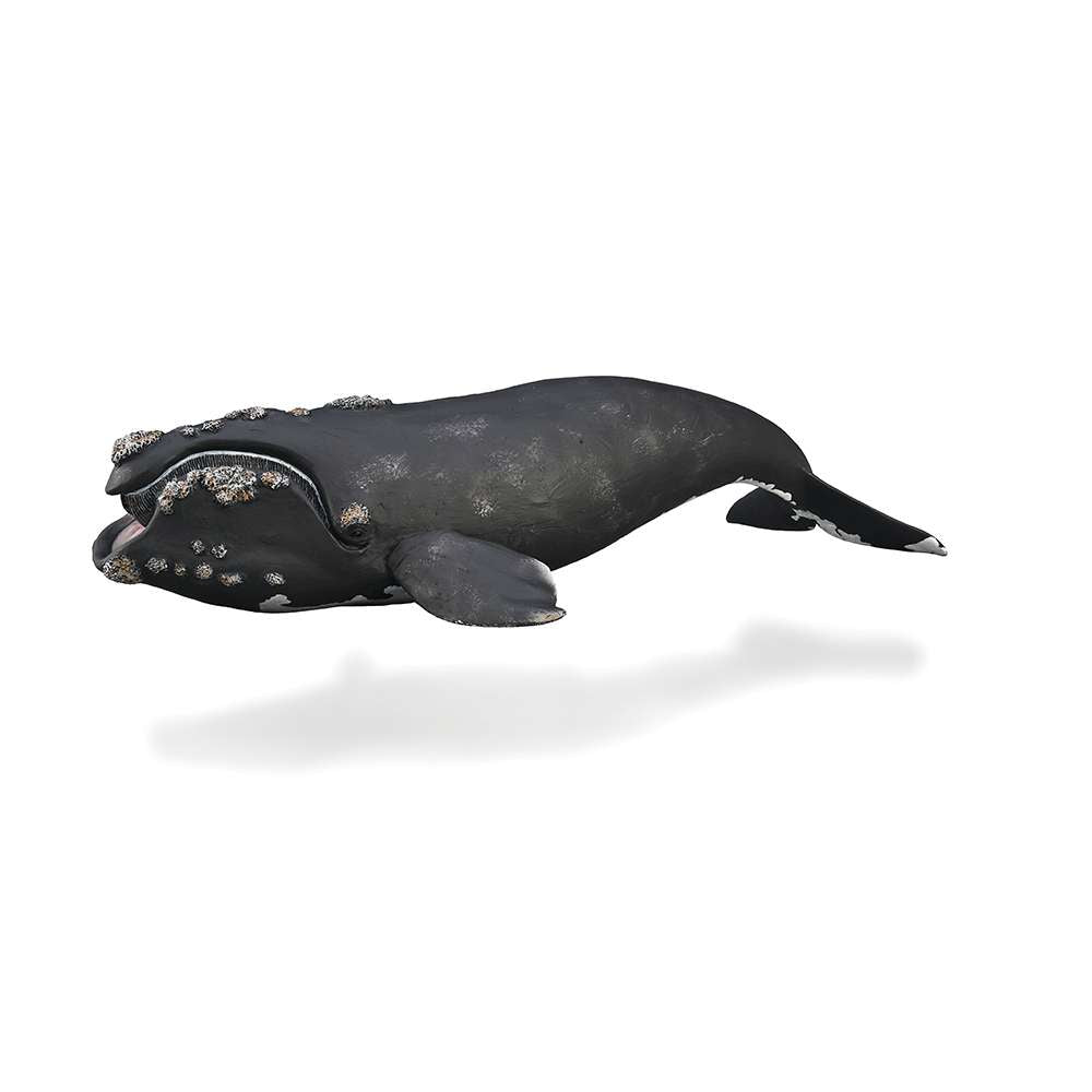 Right Whale