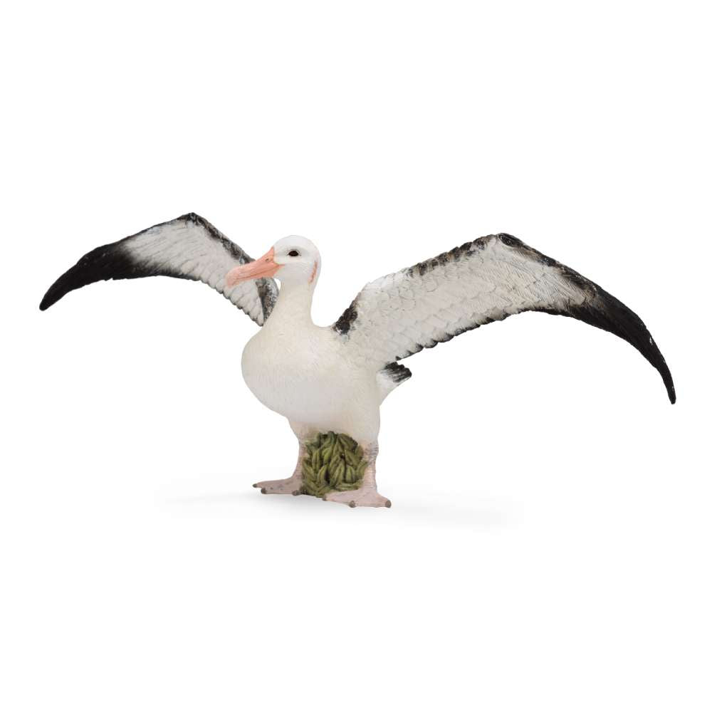 Wandering Albatross