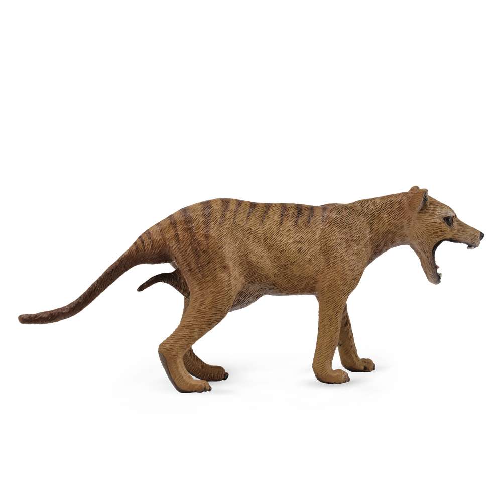未使用！ TASMANIAN TIGER Thylacine Tasmanian Tiger Female Figurine | CollectA Figures