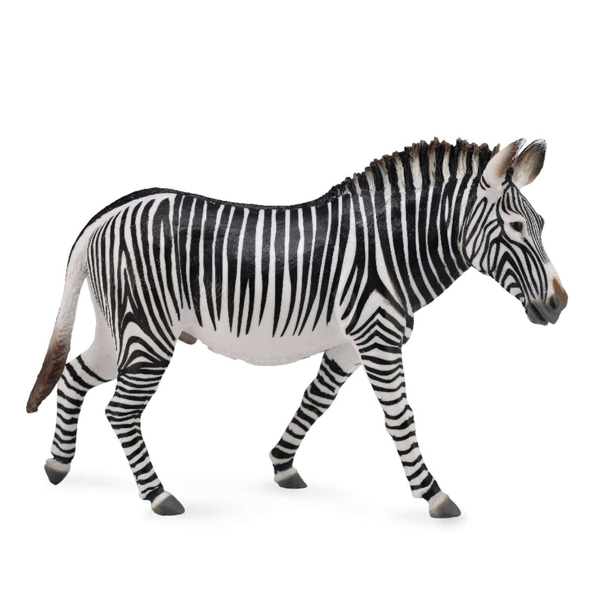 Grevy'S Zebra