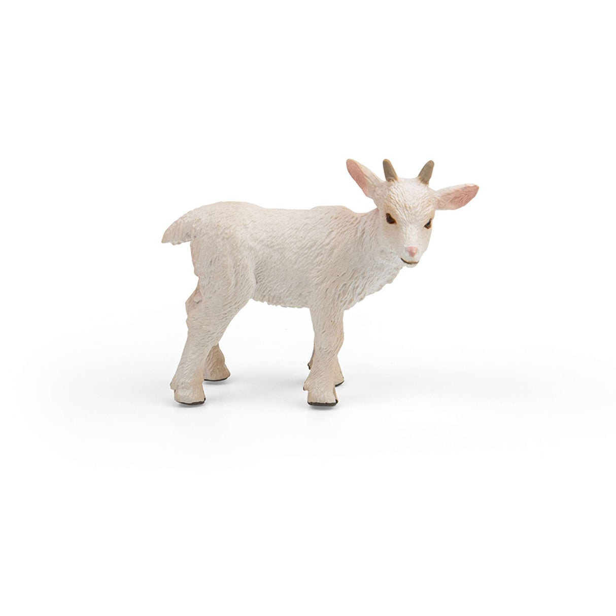 Goat Kid - Standing