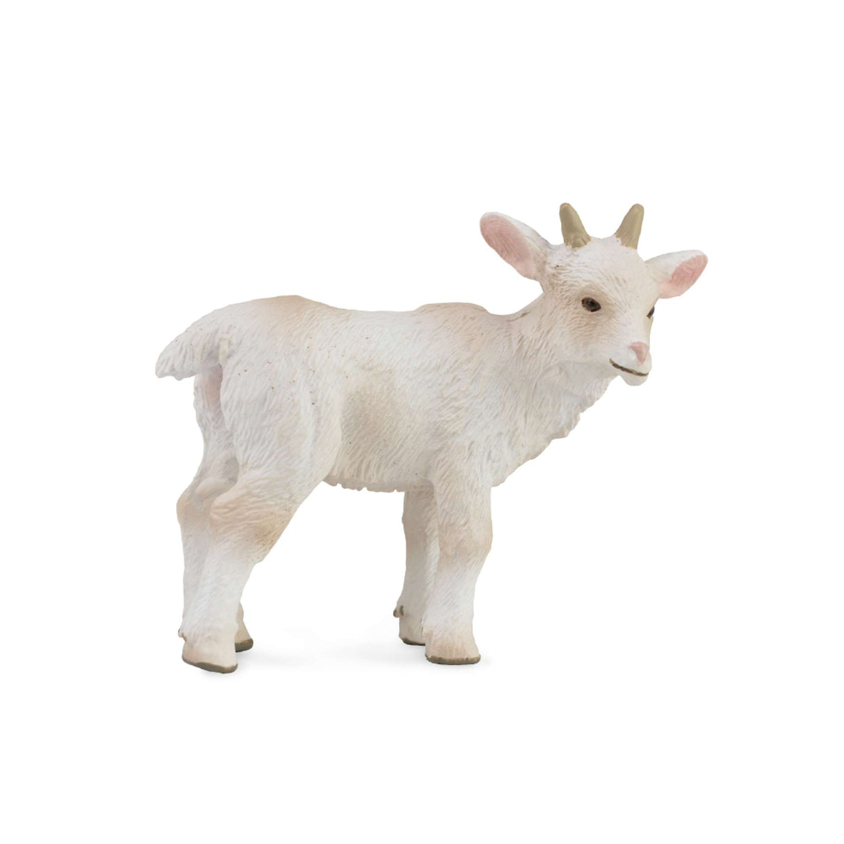 Goat Kid - Standing