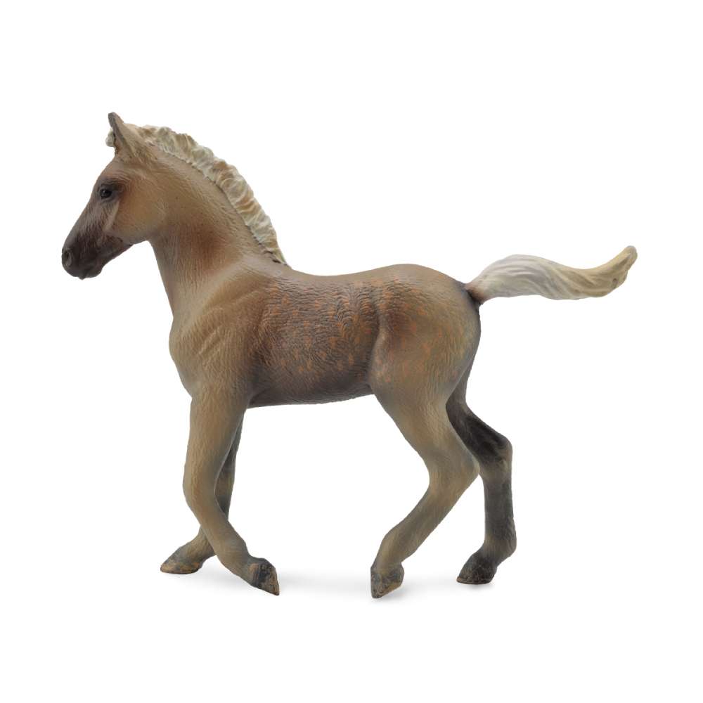 Rocky Mountain Foal