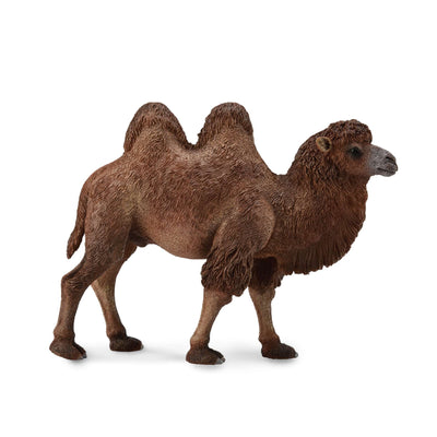 Bactrian Camel
