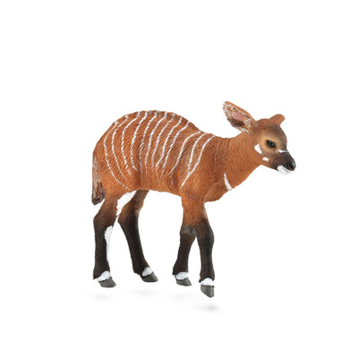 Bongo Calf