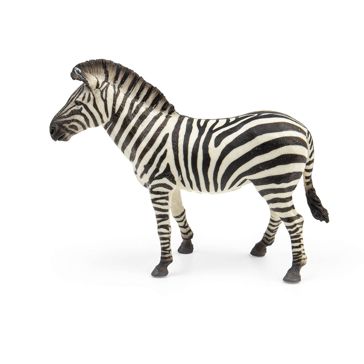 Common Zebra