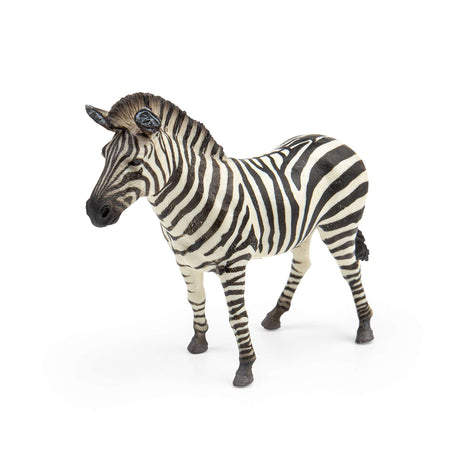 Common Zebra