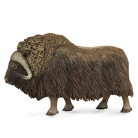Musk Ox