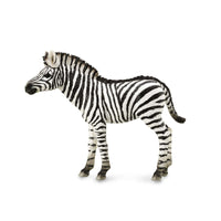 Zebra Foal