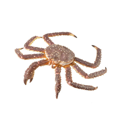 King Crab