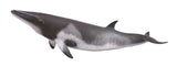 Minke Whale