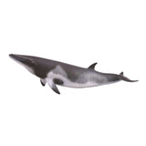 Minke Whale