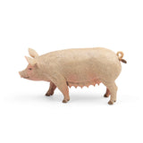Sow