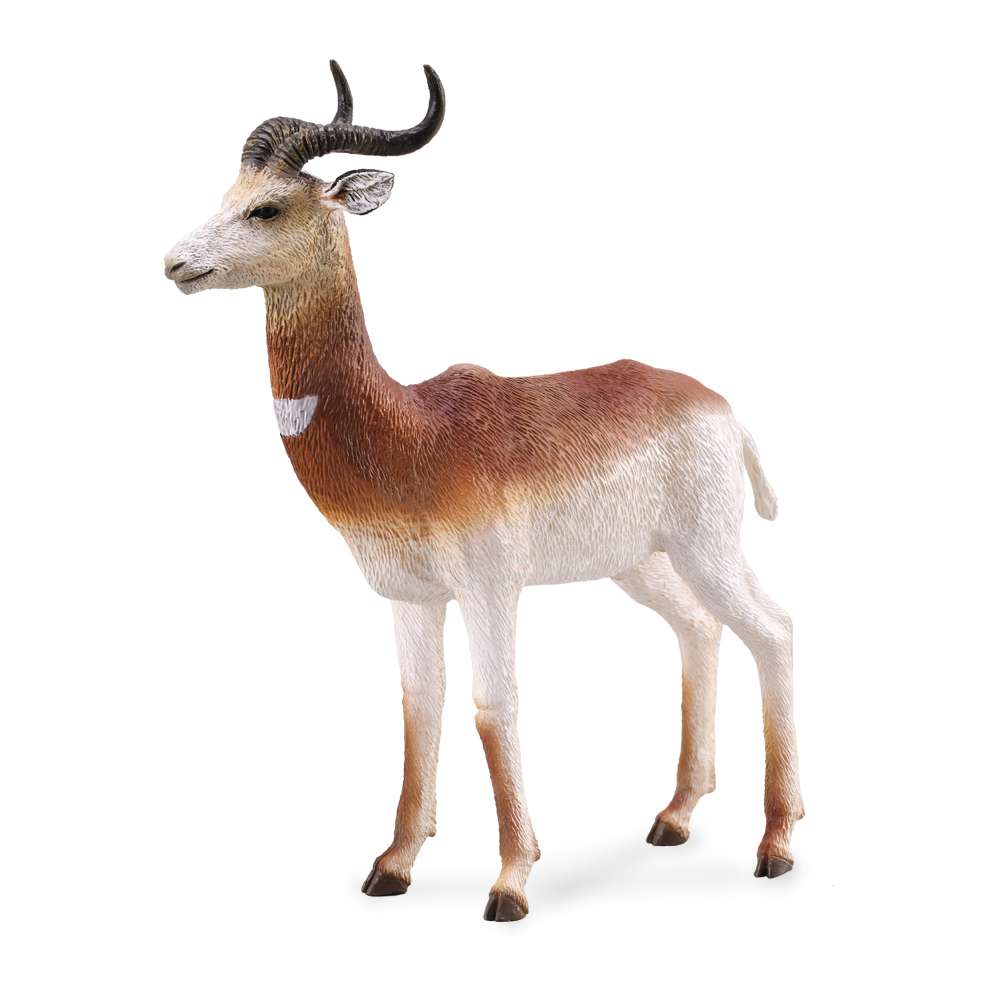 Dama Gazelle