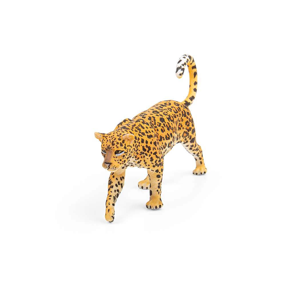 African Leopard